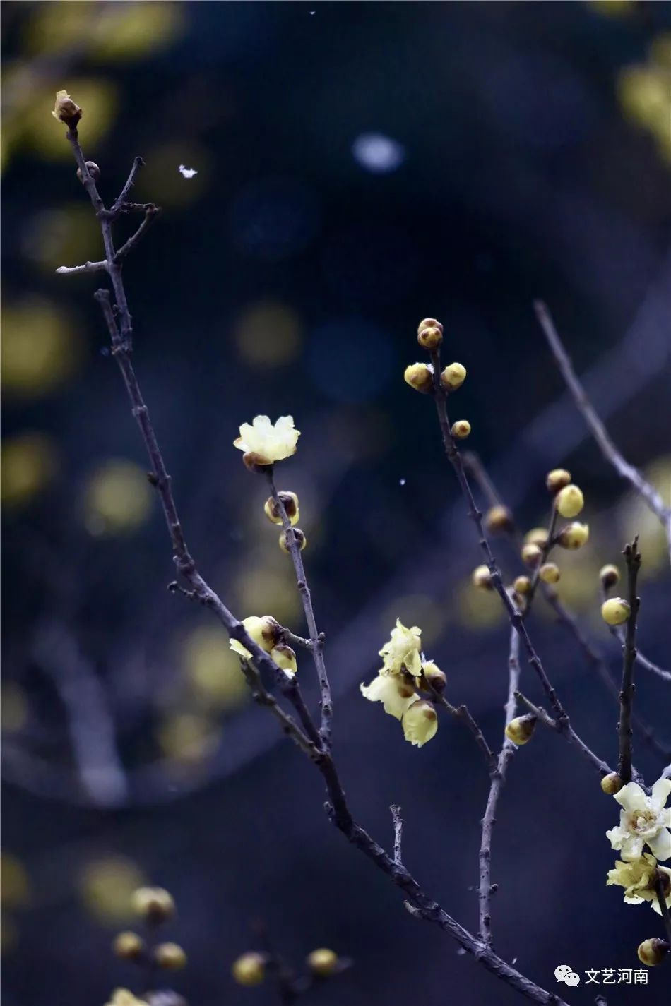 梅花迎春》摄影展作品展示